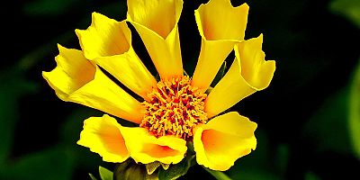 Curabitur a felis in nunc